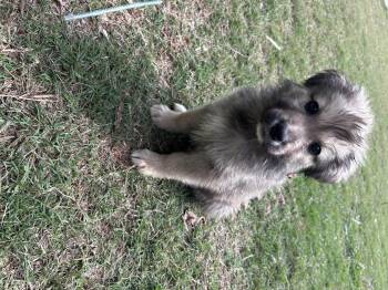 German Shepherd Dog and Rough Collie Dogs Available for Adoption in Winder, Georgia - Bliss 2026-195 | PetCurious
