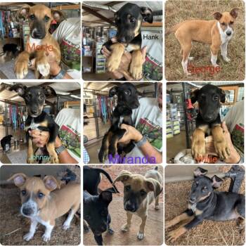 The Country Music Litter -  Shepherd Dog for Adoption in Sealy, Texas - The Country Music Litter | PetCurious