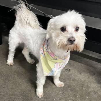 Maltese Dogs Available for Adoption in Tampa, Florida - Miko | PetCurious