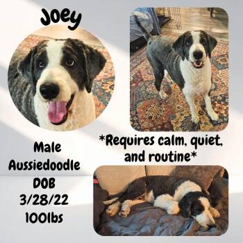 Joey -  Aussiedoodle Dog Available for Adoption in Caldwell, Texas - Joey | PetCurious
