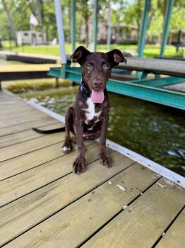 Rescue Labrador Retriever Dogs for Adoption in Dallas, Texas - Sadie | PetCurious