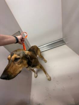 Rescue Hound and Mixed Breed Dogs for Adoption in Sherwood, Arkansas - Claire | PetCurious