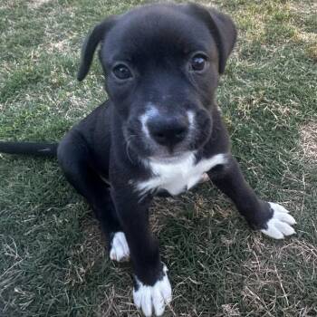 Terrier Dogs Available for Adoption in Montgomery, Alabama - Daisy | PetCurious