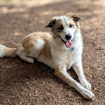 Hayley -  Anatolian Shepherd and Mixed Breed Dog for Adoption in Boerne, Texas - Hayley | PetCurious