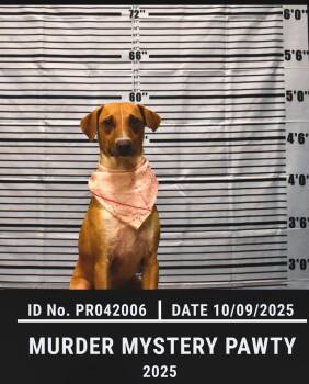 Rescue Black Mouth Cur Dogs for Adoption in Tyler, Texas - Ollie | PetCurious