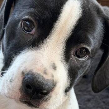 Lucky -  Beagle and Pointer Dog for Adoption in Minneapolis, Minnesota - Lucky | PetCurious