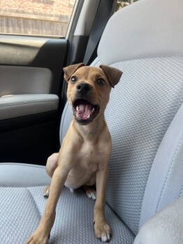 Rescue Terrier Dogs for Adoption in St. Louis, Missouri - Sheffels | PetCurious