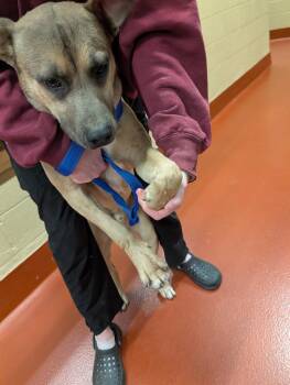 Mixed Breed Dogs Available for Adoption - Sweet Boy | PetCurious