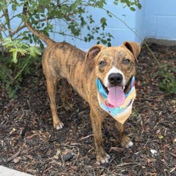 Toodles -  Mixed Breed Dog for Adoption in Elgin, Texas - Toodles | PetCurious