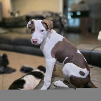 Ruben Tigre -  Pit Bull Terrier and Labrador Retriever Dog for Adoption in Friendswood, Texas - Ruben Tigre | PetCurious