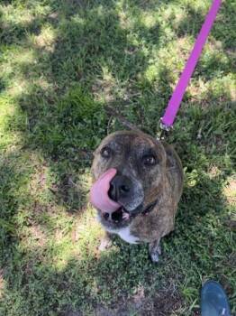 Loki -  Mixed Breed Dog for Adoption in Vero Beach, Florida - Loki | PetCurious