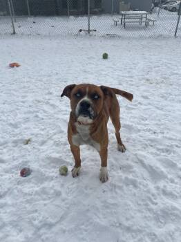 Pit Bull Terrier and Husky Dogs Available for Adoption - Moose | PetCurious