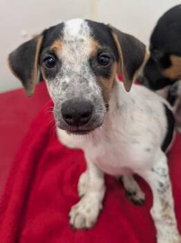 Skipper -  Rat Terrier and Mixed Breed Dog for Adoption in Divide, Colorado - Skipper | PetCurious