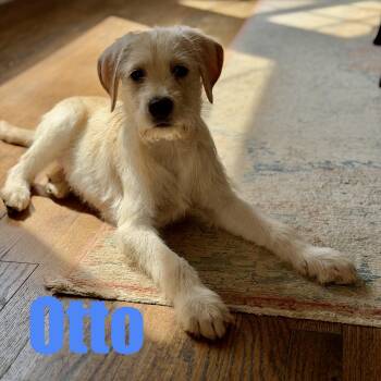 Labrador Retriever and Poodle Dogs Available for Adoption - Otto | PetCurious