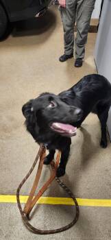 Nova -  Golden Retriever and Labrador Retriever Dog for Adoption in Hillside, Illinois - Nova | PetCurious