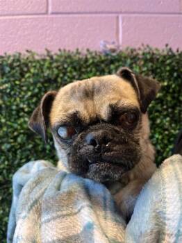 61289325 -  Pug and Mixed Breed Dog for Adoption in El Paso, Texas - 61289325 | PetCurious
