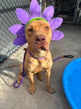 Fletcher -  Pit Bull Terrier Dog for Adoption in Chicago, Illinois - Fletcher | PetCurious