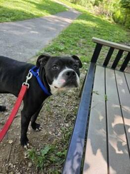 Mixed Breed Dogs Available for Adoption in West Chester, Pennsylvania - Carabiner | PetCurious