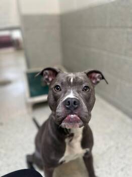 Boxer and Pit Bull Terrier Dogs Available for Adoption in Bowling Green, Ohio - Izzie | PetCurious