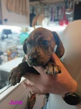 Hound and Mastiff Dogs Available for Adoption - June | PetCurious