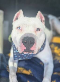 Rescue Pit Bull Terrier Dogs for Adoption in Crete, Illinois - Dante | PetCurious