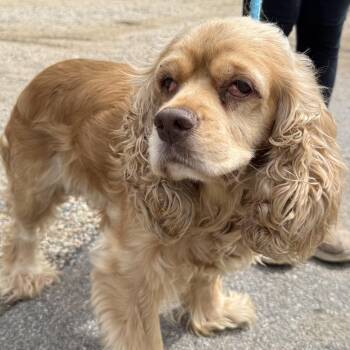 Cocker Spaniel Dogs Available for Adoption in Columbia, South Carolina - Sage | PetCurious