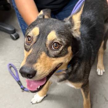 Rescue Shepherd Dogs for Adoption in Yuma, Arizona - Gunther | PetCurious