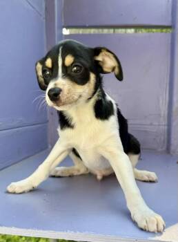 Fred -  Chihuahua and Rat Terrier Dog for Adoption in New Baltimore, Michigan - Fred | PetCurious