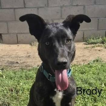 BRODY -  Belgian Shepherd Malinois Dog for Adoption in Bakersfield, California - BRODY | PetCurious