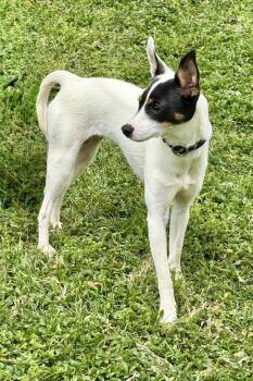 Rat Terrier Dogs Available for Adoption in Maryville, Tennessee - Bella | PetCurious