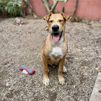 Walker Texas Ranger -  Rhodesian Ridgeback and Black Mouth Cur Dog for Adoption in Los Gatos, California - Walker Texas Ranger | PetCurious