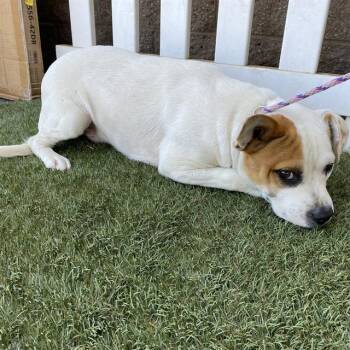 A613368 -  Staffordshire Bull Terrier and Mixed Breed Dog for Adoption in Modesto, California - A613368 | PetCurious