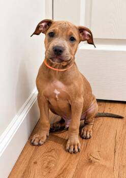 Rocky -  Pit Bull Terrier Dog for Adoption in Nashville, Tennessee - Rocky | PetCurious