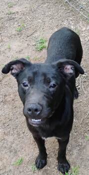 GOOSE -  Pit Bull Terrier Dog Available for Adoption in Saint Jo, Texas - GOOSE | PetCurious