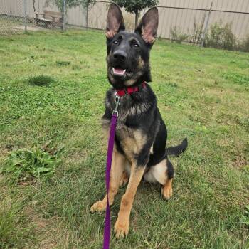 Pumpkin -  German Shepherd Dog and Mixed Breed Dog for Adoption in Champaign, Illinois - Pumpkin | PetCurious