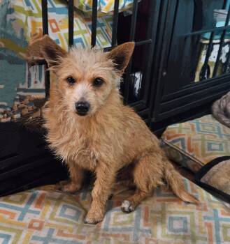 Rescue West Highland White Terrier Westie Dogs for Adoption in Phenix City, Alabama - Shotzy | PetCurious