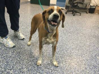 Beagle and Pit Bull Terrier Dogs Available for Adoption in Thousand Palms, California - DERP | PetCurious
