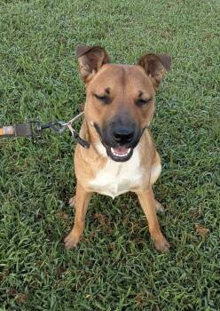 Rescue Hound Dogs for Adoption in Farmington, Missouri - Dolly | PetCurious