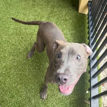 Neil Patrick -  Mixed Breed Dog for Adoption in West Palm Beach, Florida - Neil Patrick | PetCurious