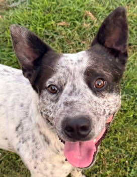 Rescue Australian Cattle Dog Blue Heeler Dogs for Adoption in Franklin, Tennessee - JOEY | PetCurious