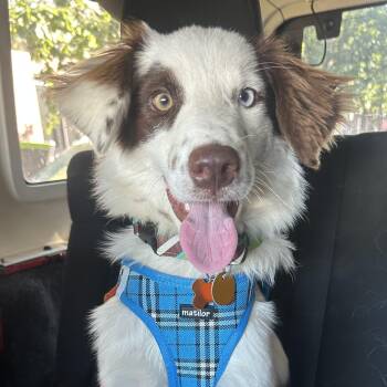 Ollie -  Australian Shepherd Dog for Adoption in Normal, Illinois - Ollie | PetCurious