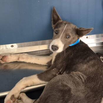 Shepherd and Mixed Breed Dogs Available for Adoption in Yuma, Arizona - Rudy | PetCurious
