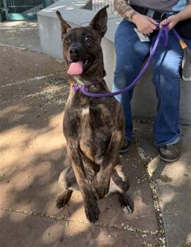 PINTO -  Pit Bull Terrier and Mixed Breed Dog for Adoption in San Jose, California - PINTO | PetCurious