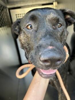 Rescue Terrier and Mixed Breed Dogs for Adoption in Fort Worth, Texas - 59334930 | PetCurious