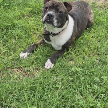 Boxer Dogs Available for Adoption in Schertz, Texas - Aerie | PetCurious