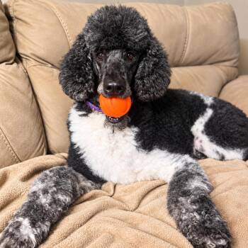 Finley -  Poodle Dog for Adoption in Foley, Alabama - Finley | PetCurious