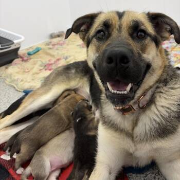 Octavia -  Shepherd and Mixed Breed Dog for Adoption in Clavet, Saskatchewan - Octavia | PetCurious