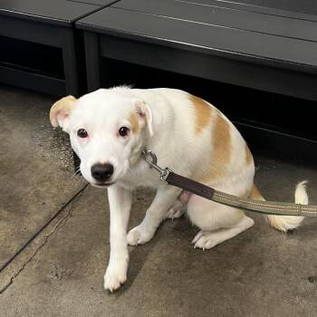 Terrier Dogs Available for Adoption in Tampa, Florida - Timon | PetCurious