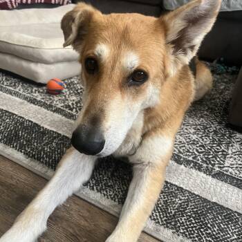 Pandora -  Shepherd Dog for Adoption in Arvada, Colorado - Pandora | PetCurious