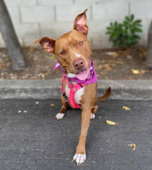 Rescue Pit Bull Terrier and American Staffordshire Terrier Dogs for Adoption in Palo Alto, California - Chocolata | PetCurious